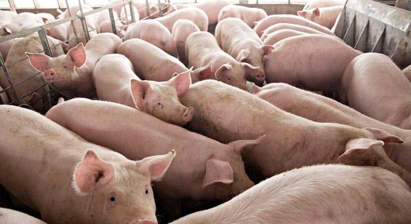 Losses in Negros Occidental hog industry reaches P131.6M - PVO