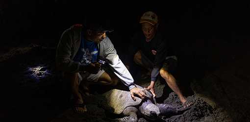 Love of sea turtles turns Philippine poachers into protectors