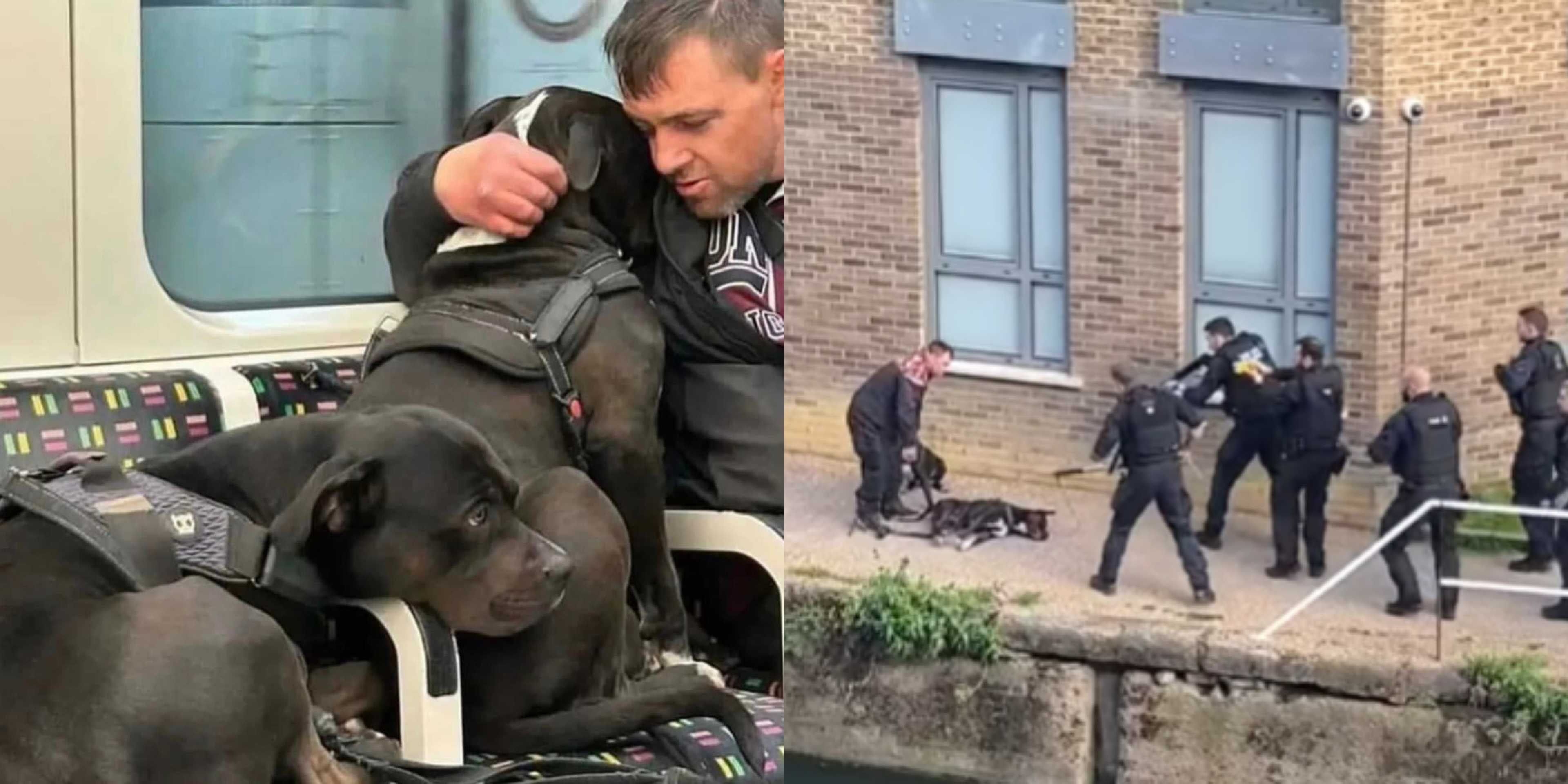 Police officers shoot two dogs in London; people cry for justice
