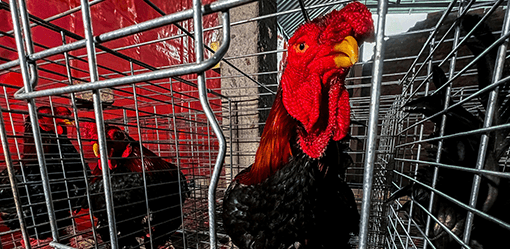 Meet Bigfoot chicken that roam Vietnam dining tables during Tet