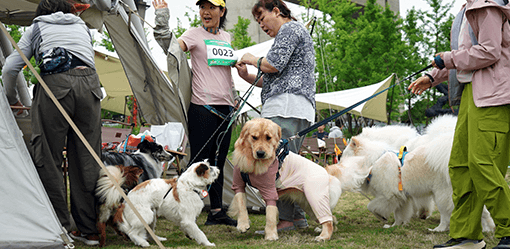 More Chinese jump through hoops, crawl under nets to foster ties with pets