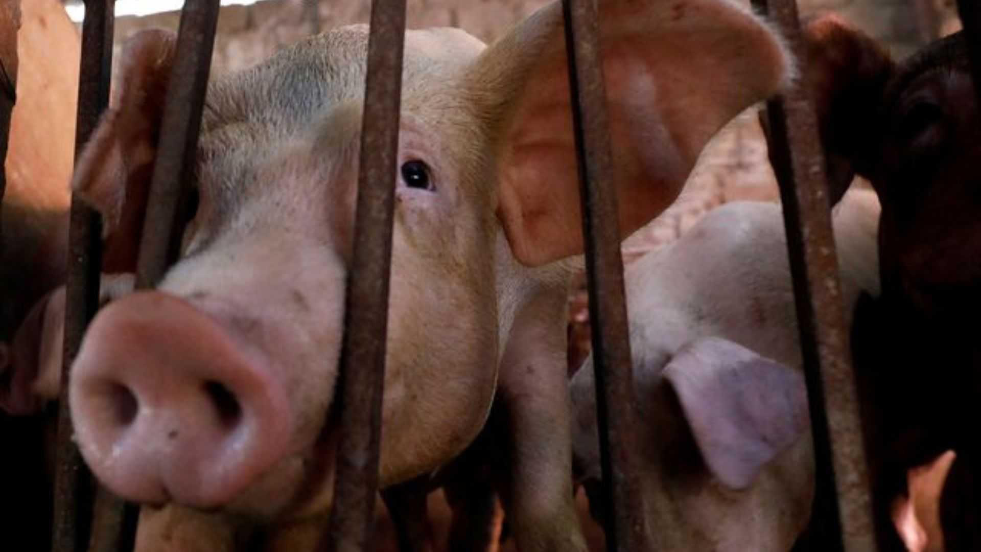 National emergency declaration amid ASF spread, unnecessary – DA