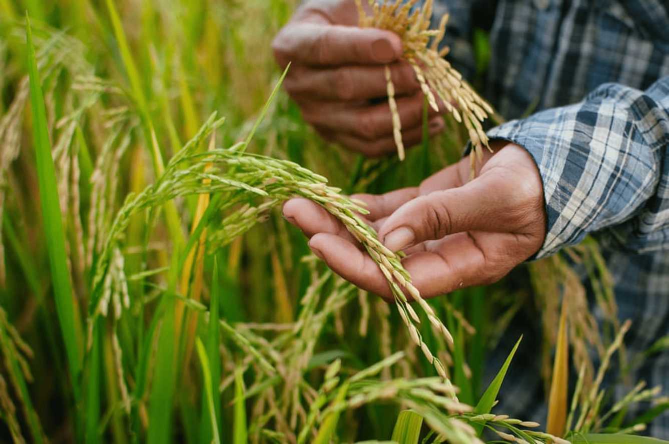 NFA council sets buying price for dry, fresh rice grains