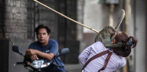 No more monkey mania in Thai town after clamp down