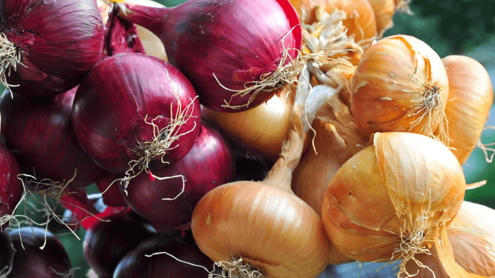 Onion farmers in the North dismayed by news of imports