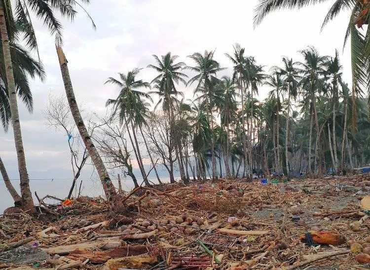 Only 110k coco trees replaced in typhoon-hit So. Leyte