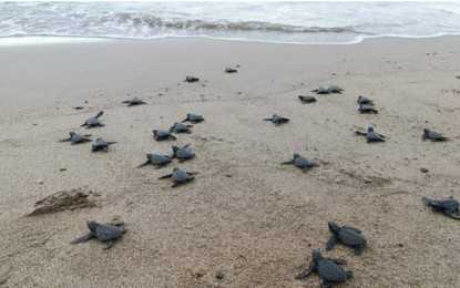Over 40 baby sea turtles released in S. Negros