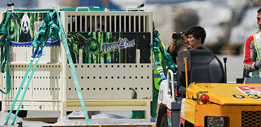 Panda pair arrive in Hong Kong, boost city's total to highest ever