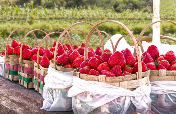 PBBM certifies bill imposing severe sanctions for agriculture economic sabotage