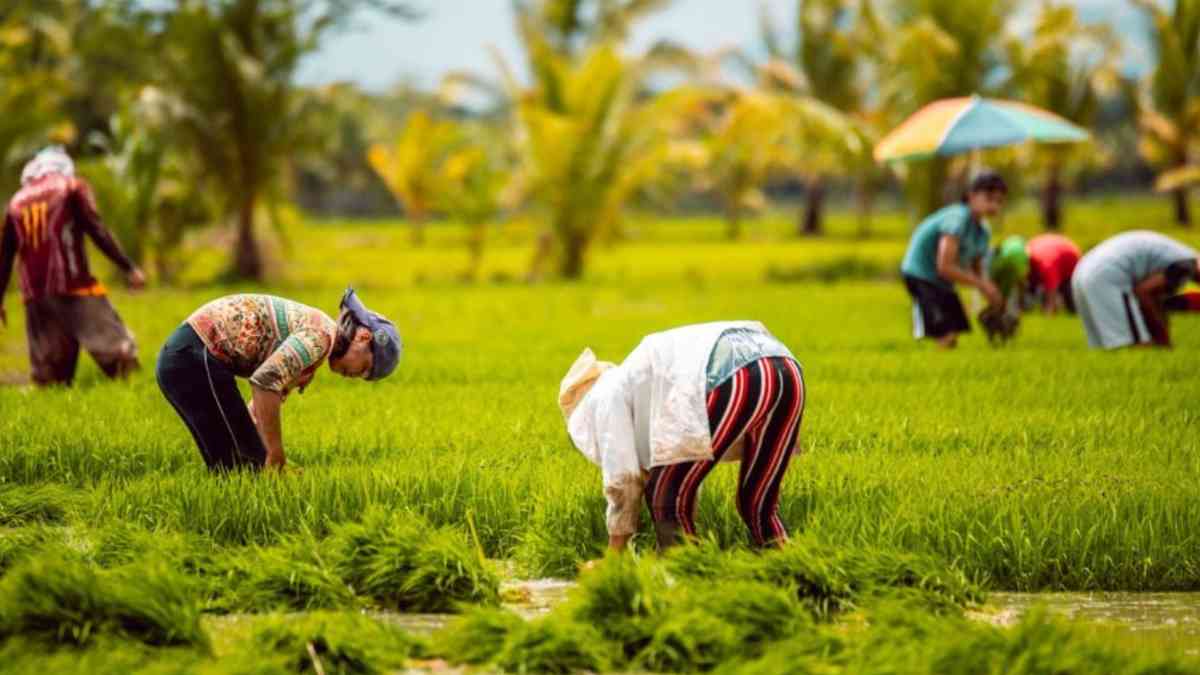 PBBM issues EO suspending rice importation for 60 days amid peak harvest season