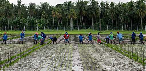 Philippine ministers propose cut in rice tariffs to curb retail prices