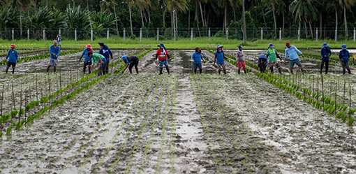 Philippines' Marcos lifts rice price cap, calls supplies adequate