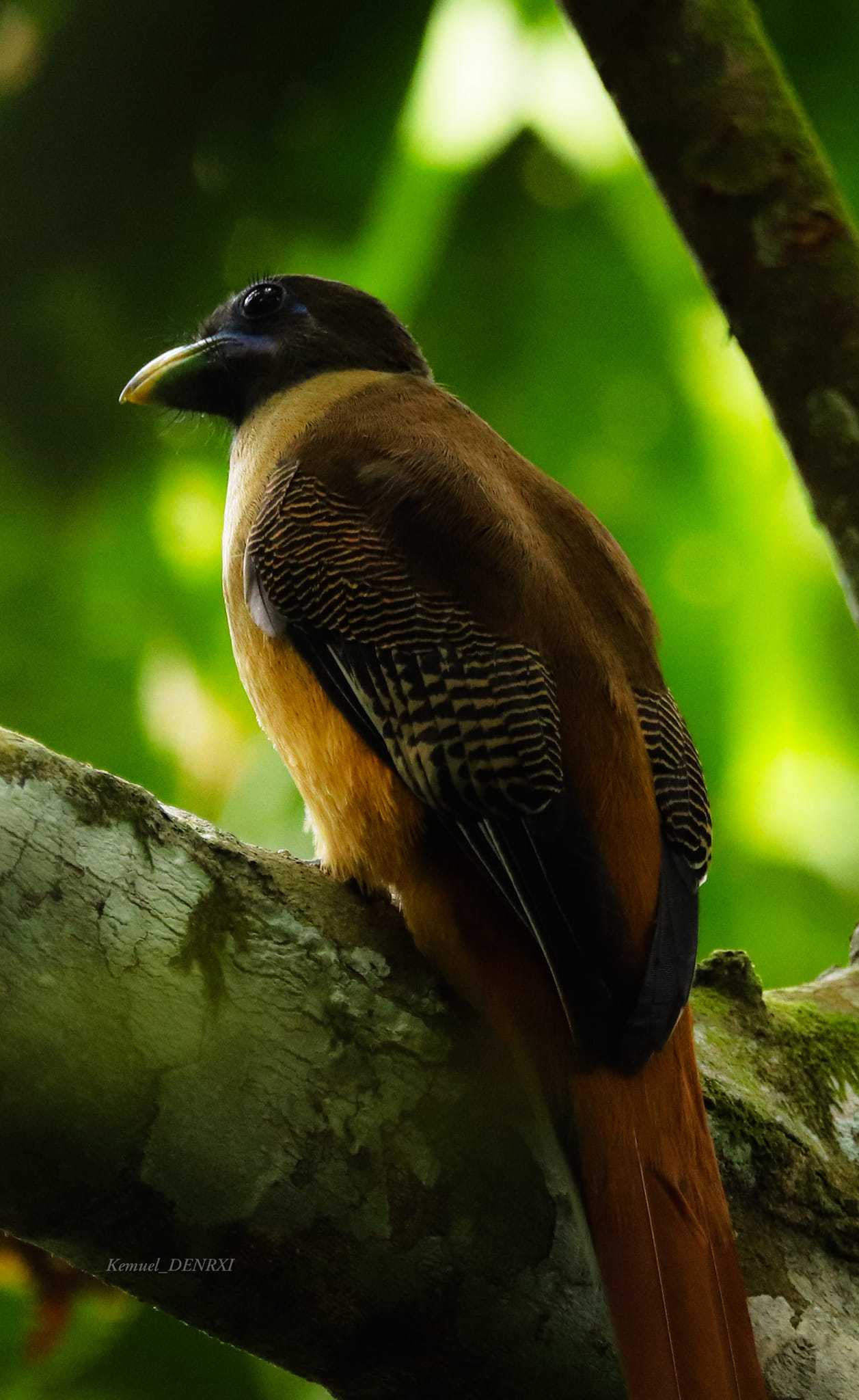 Real-life “Ibong Adarna” spotted in Mt. Apo, Mindanao
