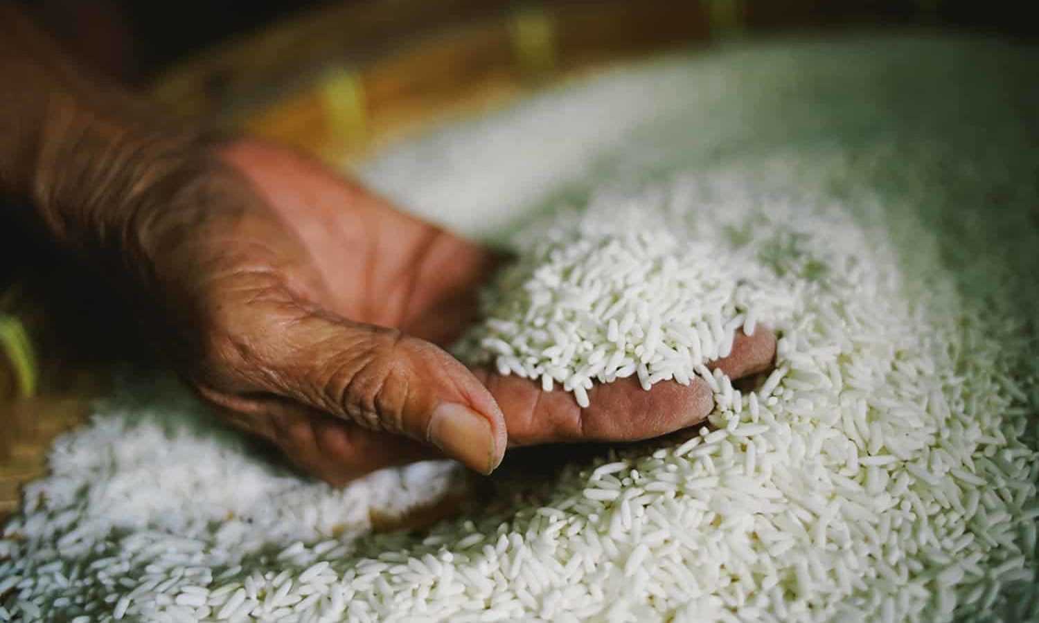 Rice prices expected to decrease come January — DA