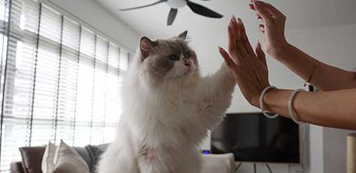 Singapore's clandestine cats can soon legally call the city-state home