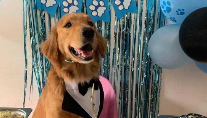 PAWS: Sufficient grounds found to charge suspect for animal cruelty over death of Killua