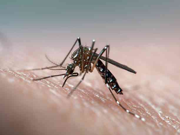 Taytay, Palawan declares state of calamity amid escalating dengue cases