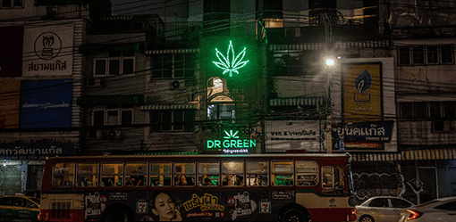 Thai cannabis groups urge government to rethink plan to re-criminalise marijuana