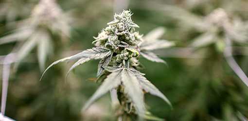 Thai lawmakers plan fresh push to tighten use of cannabis