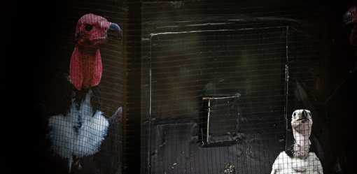 Thai zoo breeds endangered vultures hoping to see them soar again