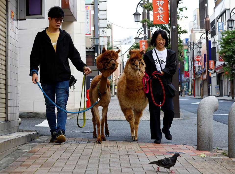 Tokyo residents find comfort in fluffy, street-strolling alpacas
