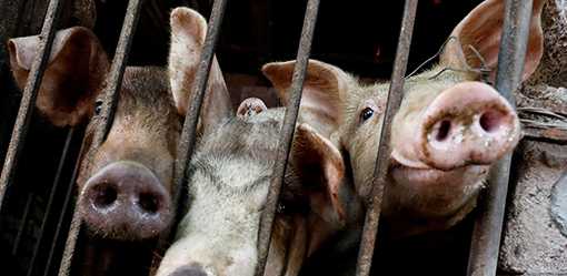 Vietnam to export 2 million swine fever vaccine doses to Philippines by October