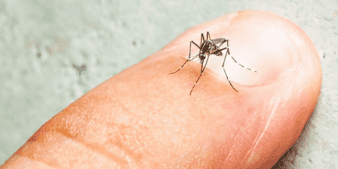 WHO alarmed on spike of mosquito-borne diseases amid climate change