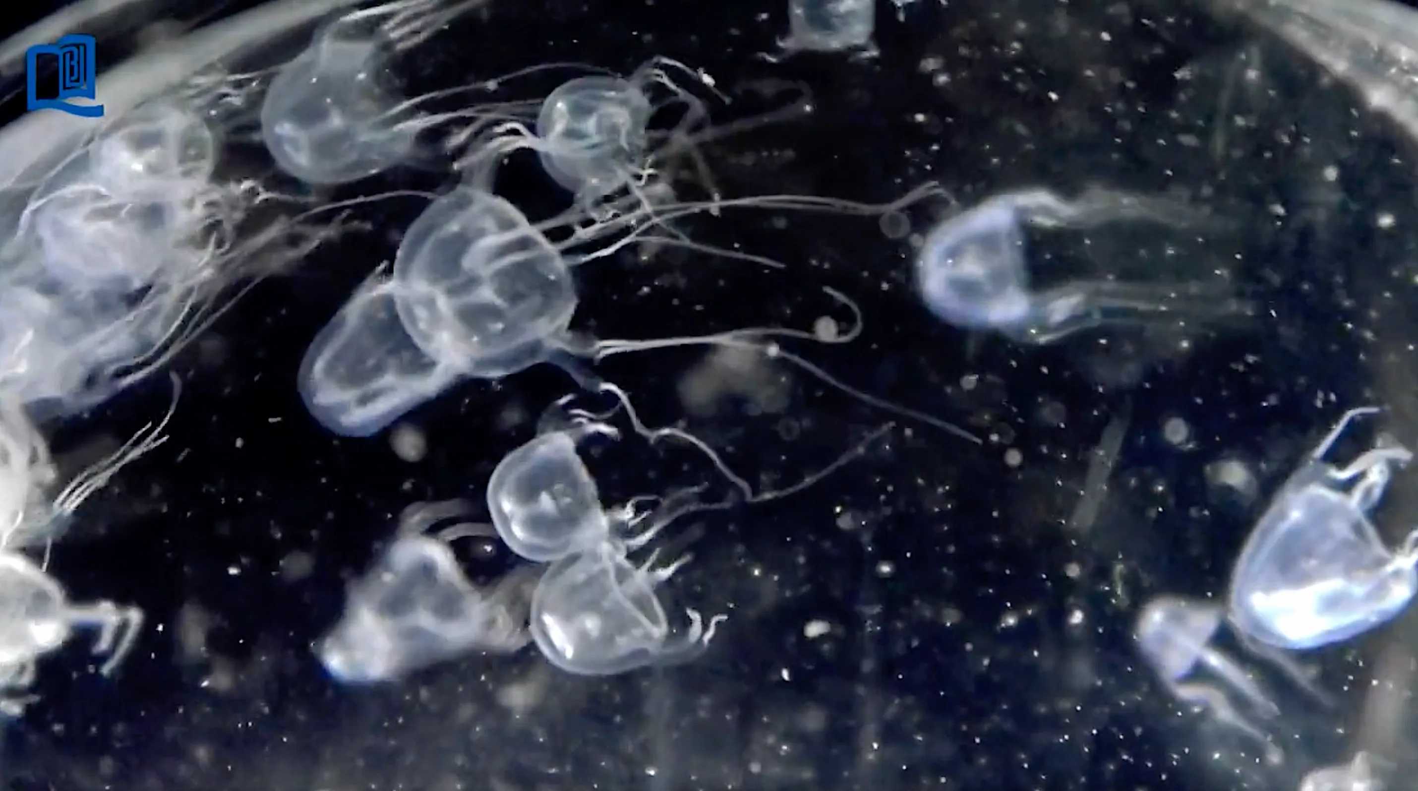 Tourist dies after being stung by box jellyfish in Bantayan Island, Cebu